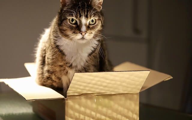 chat dans un carton